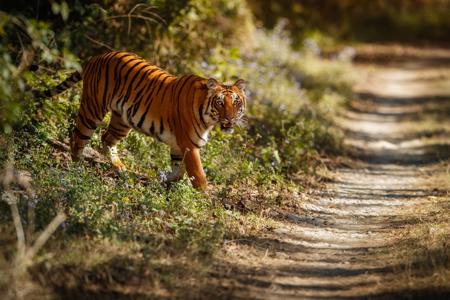 Ranthambore Tiger Safari
