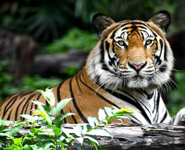 Two Days Ranthambore Tiger Safari Tour 