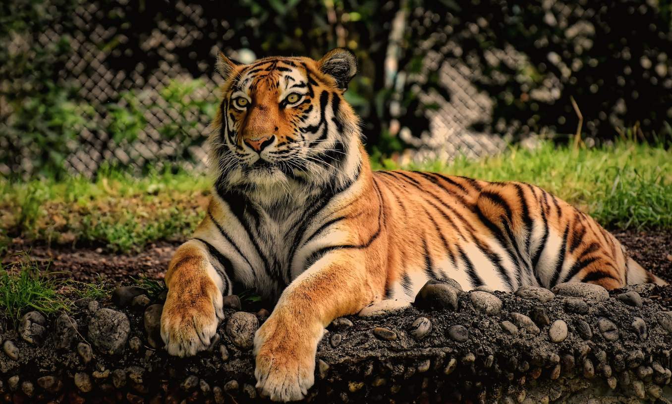 3 Days 2 Nights Ranthambore Tiger Safari Tour By Car