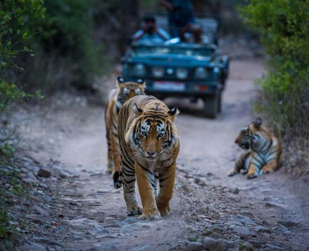 3 Days 2 Nights Ranthambore Tiger Safari Tour By Car